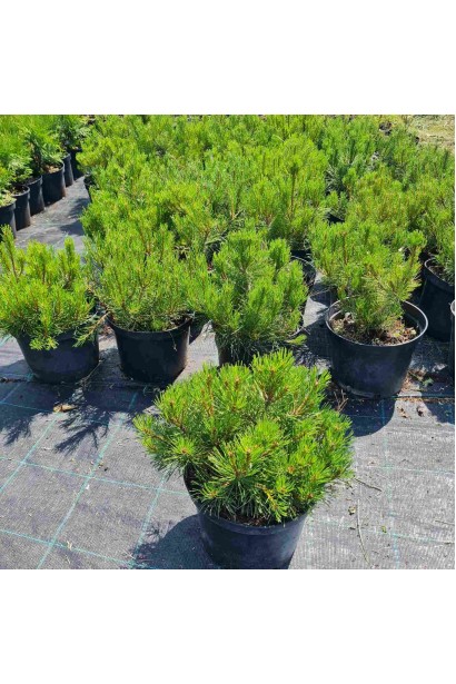 Сосна гірська Мугус - 3-5л/вис.20-25см/Ø25-30см